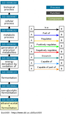 DAG for GO:0019672