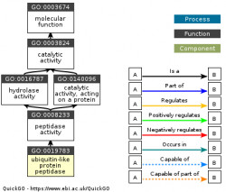 DAG for GO:0019783