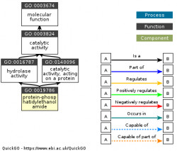 DAG for GO:0019786