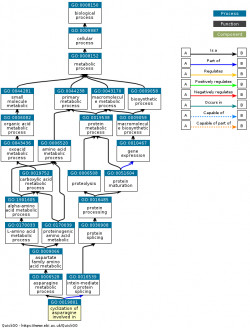 DAG for GO:0019801