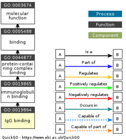 DAG for GO:0019864