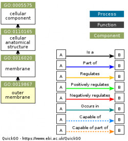 DAG for GO:0019867