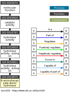 DAG for GO:0019875