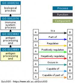 DAG for GO:0019883