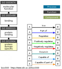 DAG for GO:0019904