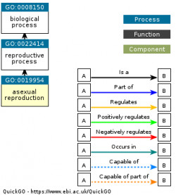 DAG for GO:0019954