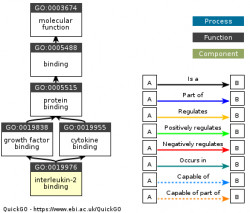 DAG for GO:0019976