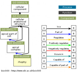 DAG for GO:0020008