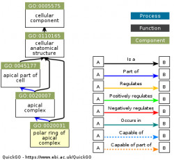 DAG for GO:0020031