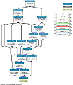 DAG for GO:0021978