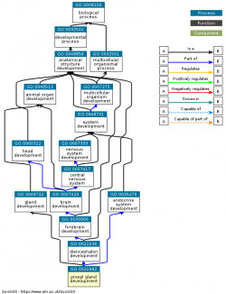 DAG for GO:0021982