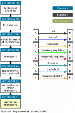 DAG for GO:0030001