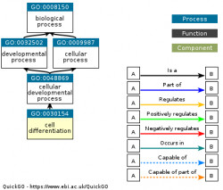 DAG for GO:0030154