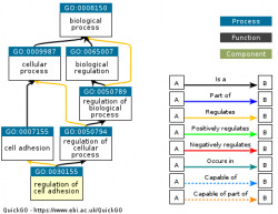 DAG for GO:0030155
