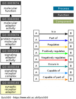 DAG for GO:0030160