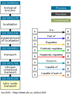 DAG for GO:0030185