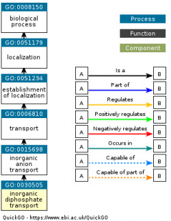 DAG for GO:0030505