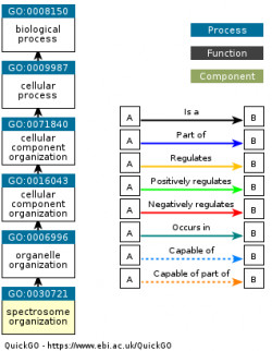 DAG for GO:0030721