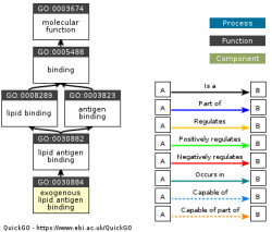DAG for GO:0030884