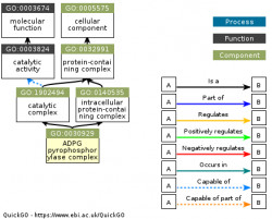 DAG for GO:0030929