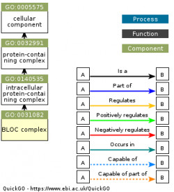 DAG for GO:0031082