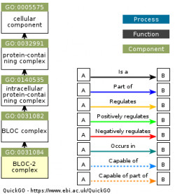 DAG for GO:0031084