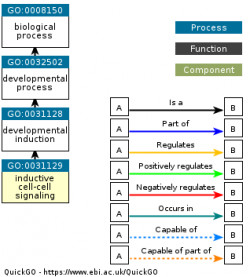 DAG for GO:0031129