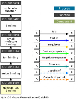 DAG for GO:0031404
