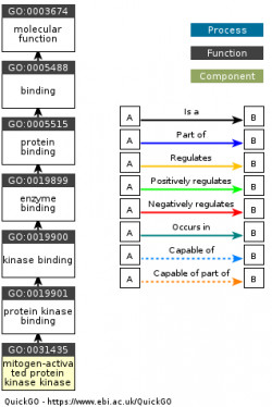 DAG for GO:0031435