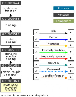 DAG for GO:0031871