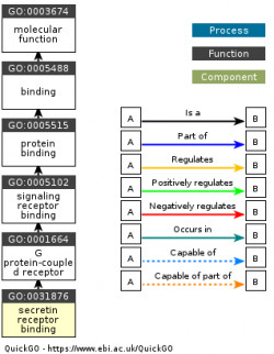 DAG for GO:0031876