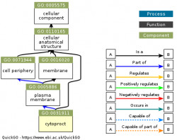 DAG for GO:0031911