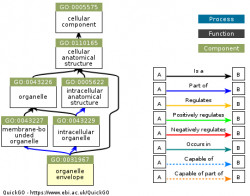 DAG for GO:0031967