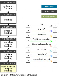 DAG for GO:0032003