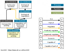 DAG for GO:0032409