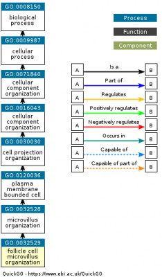 DAG for GO:0032529