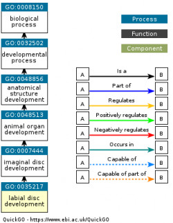 DAG for GO:0035217