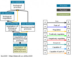 DAG for GO:0040034