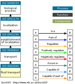 DAG for GO:0042044