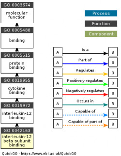 DAG for GO:0042163