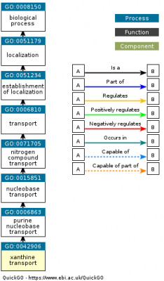 DAG for GO:0042906