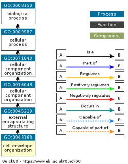 DAG for GO:0043163