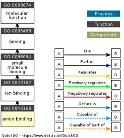 DAG for GO:0043168