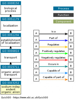 DAG for GO:0043252