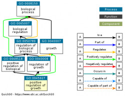 DAG for GO:0045927