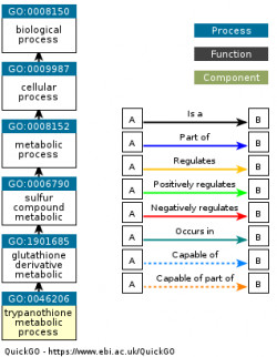 DAG for GO:0046206