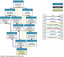 DAG for GO:0050807