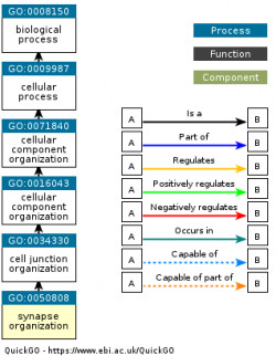 DAG for GO:0050808