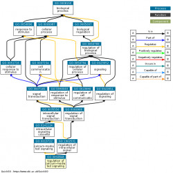 DAG for GO:0050848