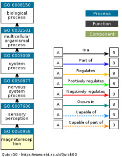 DAG for GO:0050958